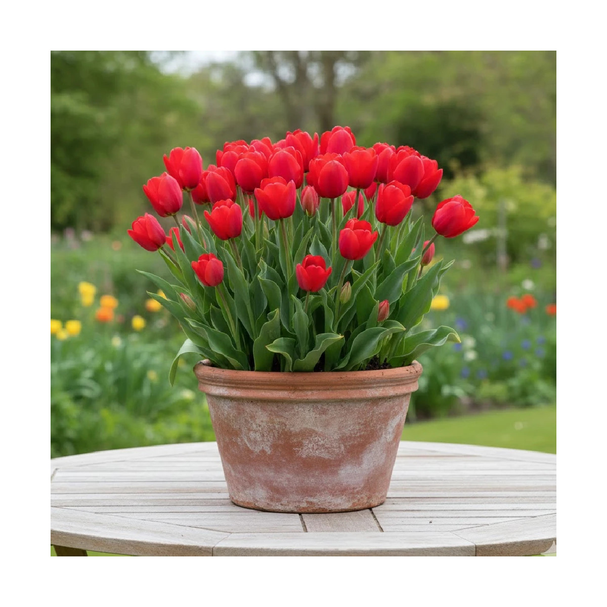 Bulbe de Tulipe Fleur de lis Pretty Woman