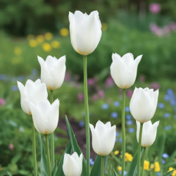 Bulbe de Tulipe Fleur de lis Très Chic