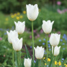 Bulbe de Tulipe Fleur de lis Très Chic