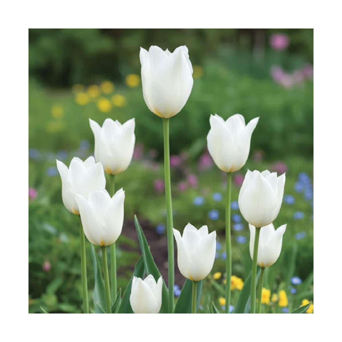 Bulbe de Tulipe Fleur de lis Très Chic Bulbe de Tulipe Fleur de lis Très Chic