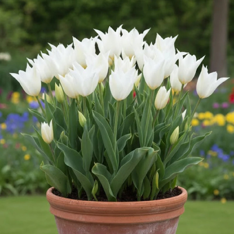 Bulbe de Tulipe Fleur de lis Très Chic