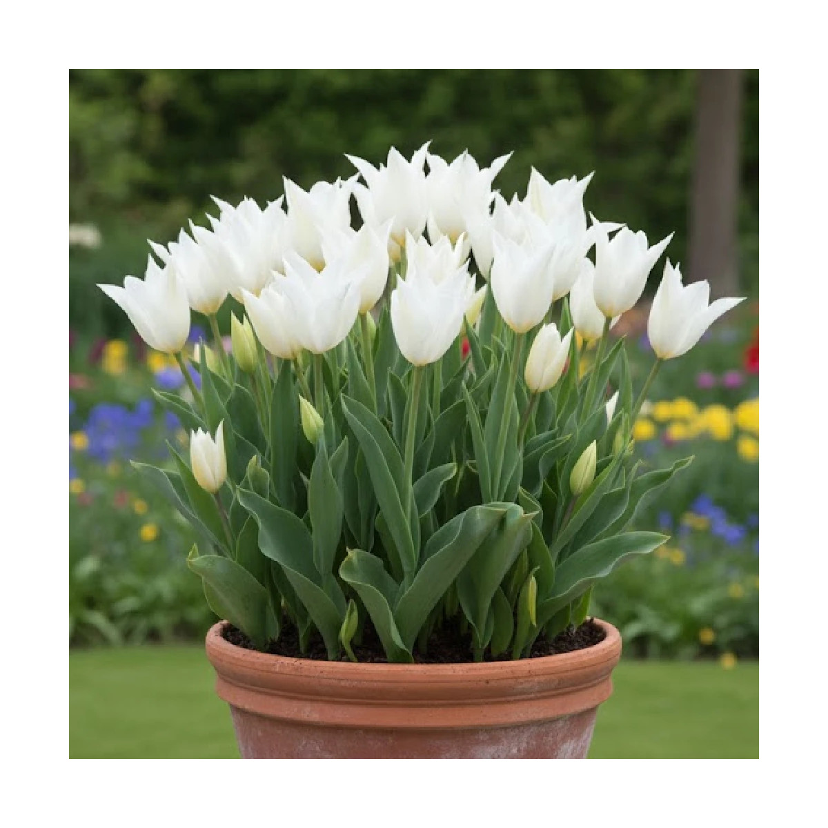 Bulbe de Tulipe Fleur de lis Très Chic Bulbe de Tulipe Fleur de lis Très Chic