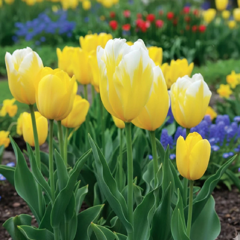 Bulbe de Tulipe Fosteriana Sweetheart