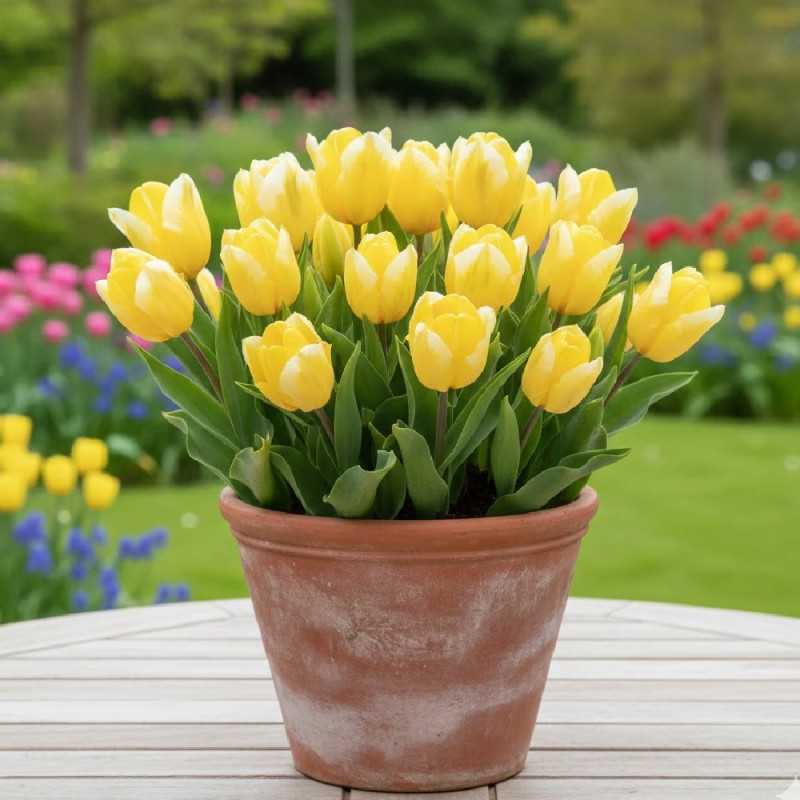 Bulbe de Tulipe Fosteriana Sweetheart