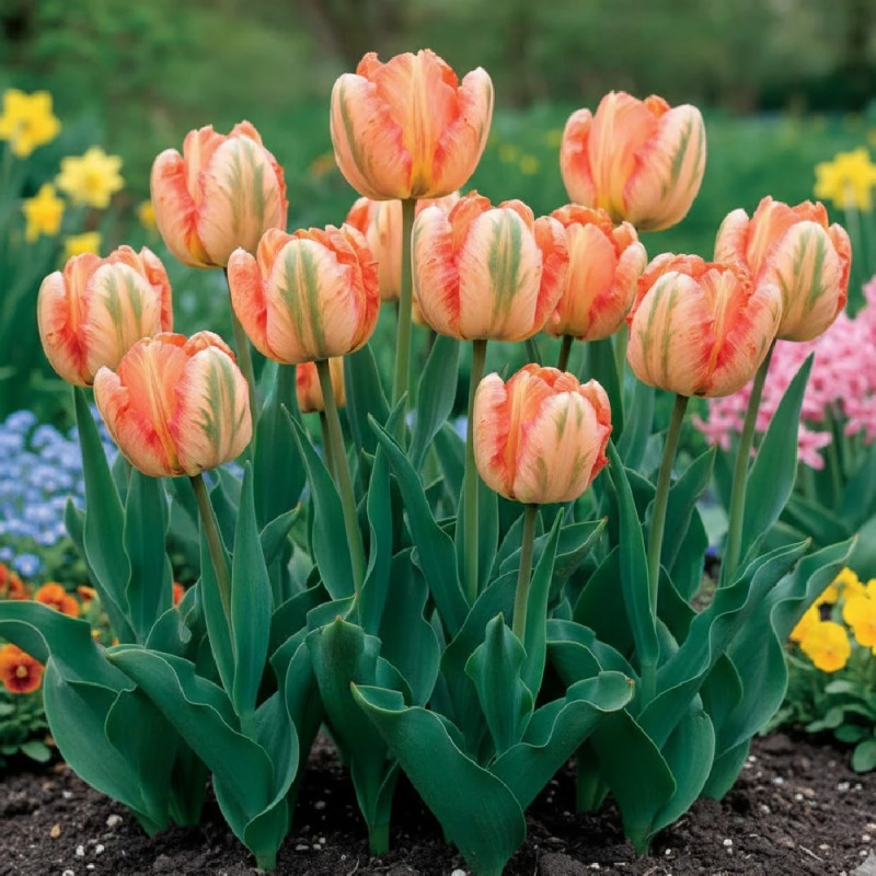 Bulbe de Tulipe Perroquet Apricot Parrot