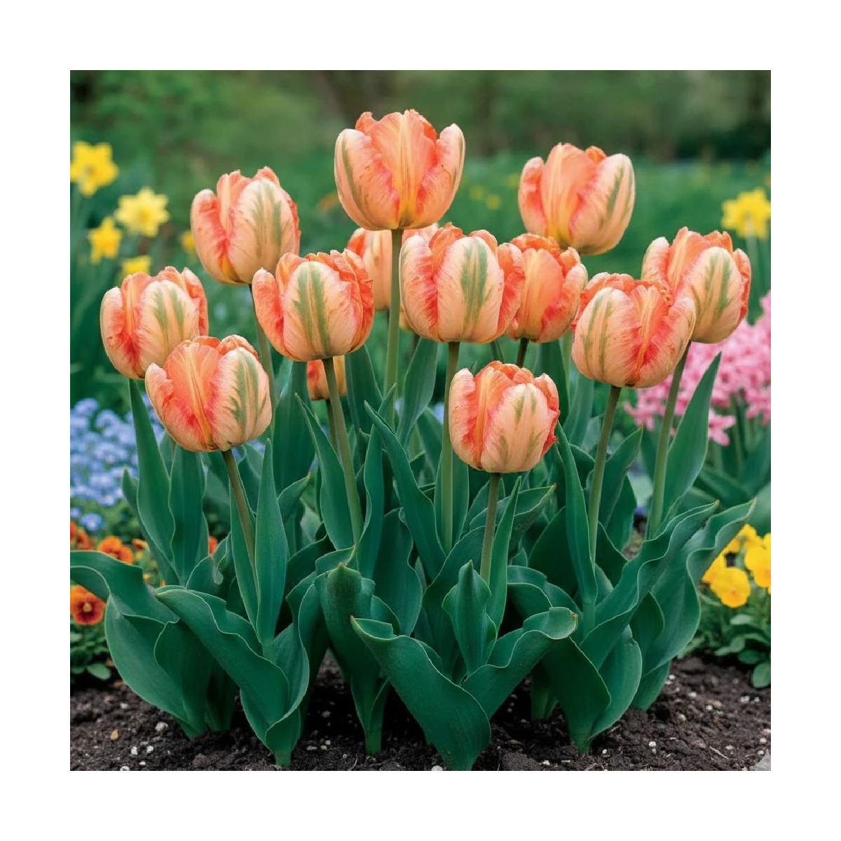 Bulbe de Tulipe Perroquet Apricot Parrot
