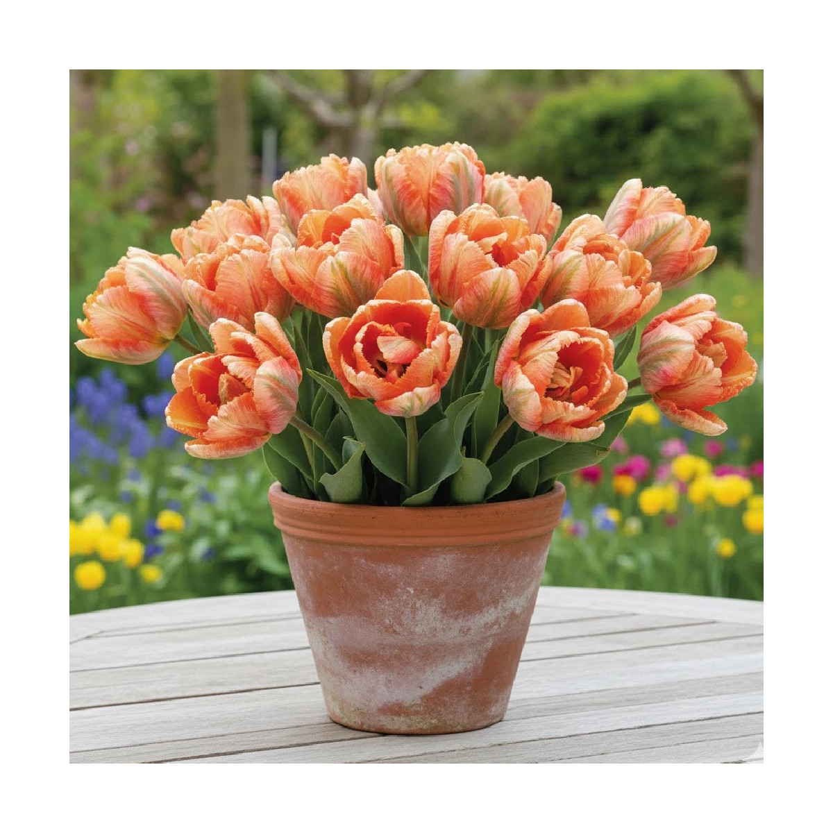 Bulbe de Tulipe Perroquet Apricot Parrot