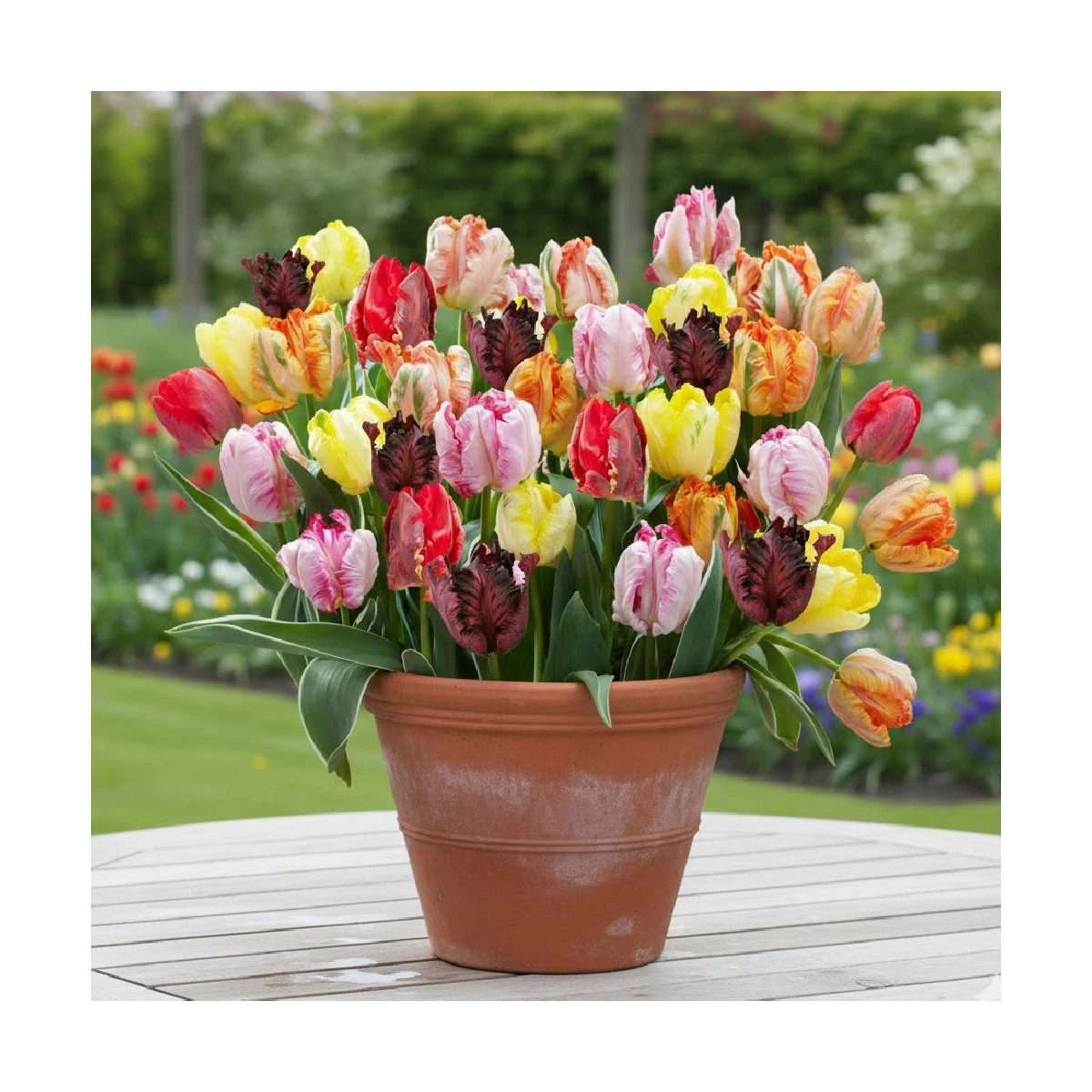 Bulbe de Tulipe perroquet Variées