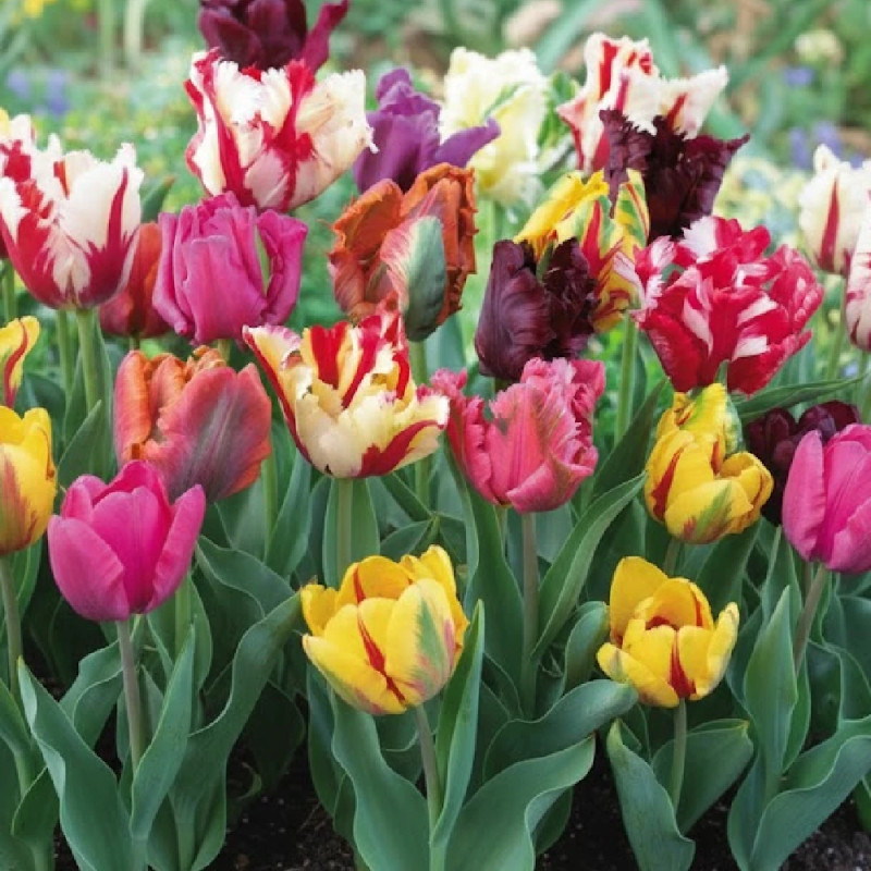 Bulbe de Tulipe perroquet Variées