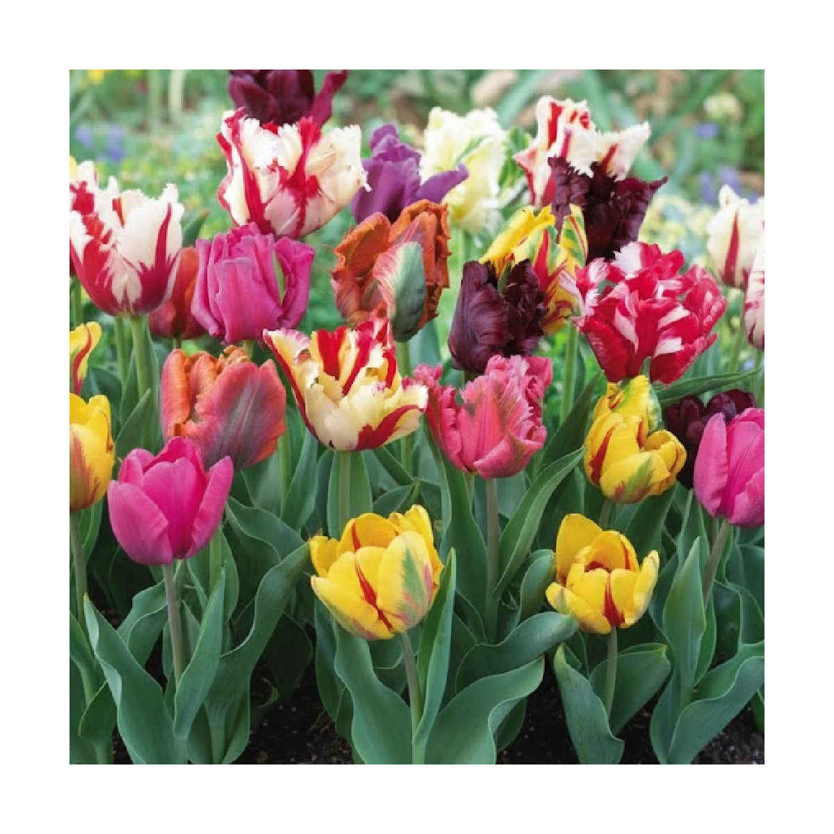 Bulbe de Tulipe perroquet Variées