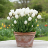 Bulbe de Tulipe simple hâtive White Marvel