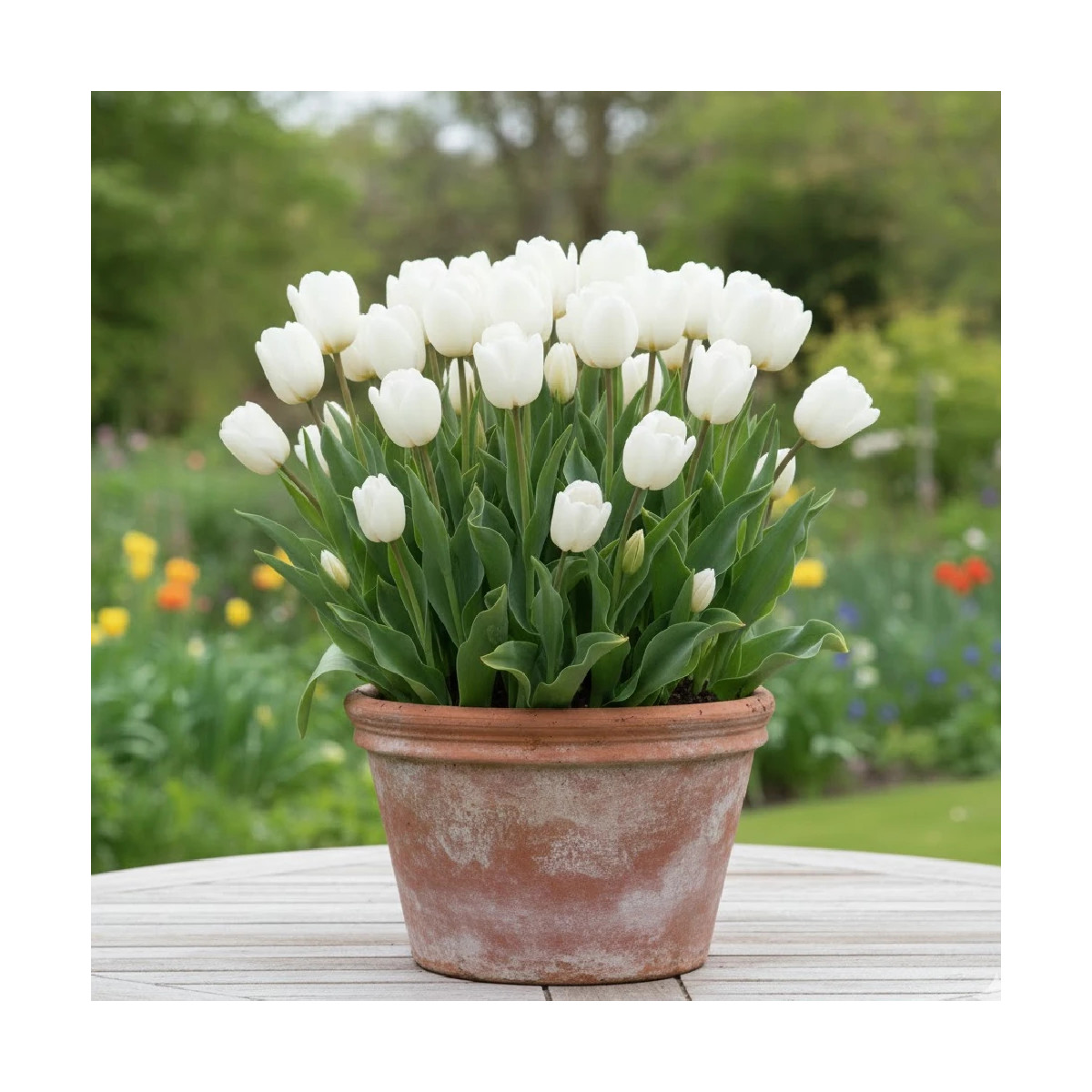 Bulbe de Tulipe simple hâtive White Marvel