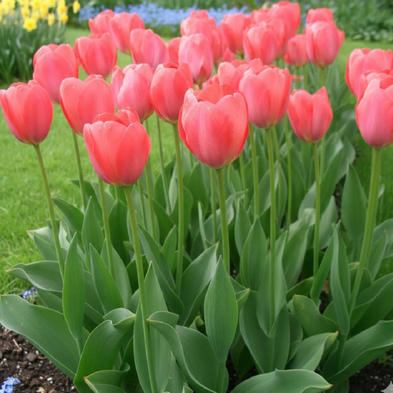 Bulbe de Tulipe Darwin Van Eijk