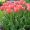 Bulbe de Tulipe Darwin Van Eijk