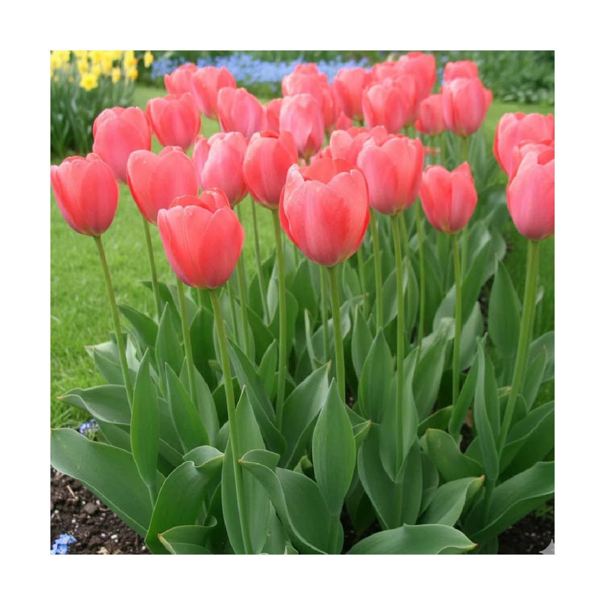Bulbe de Tulipe Darwin Van Eijk