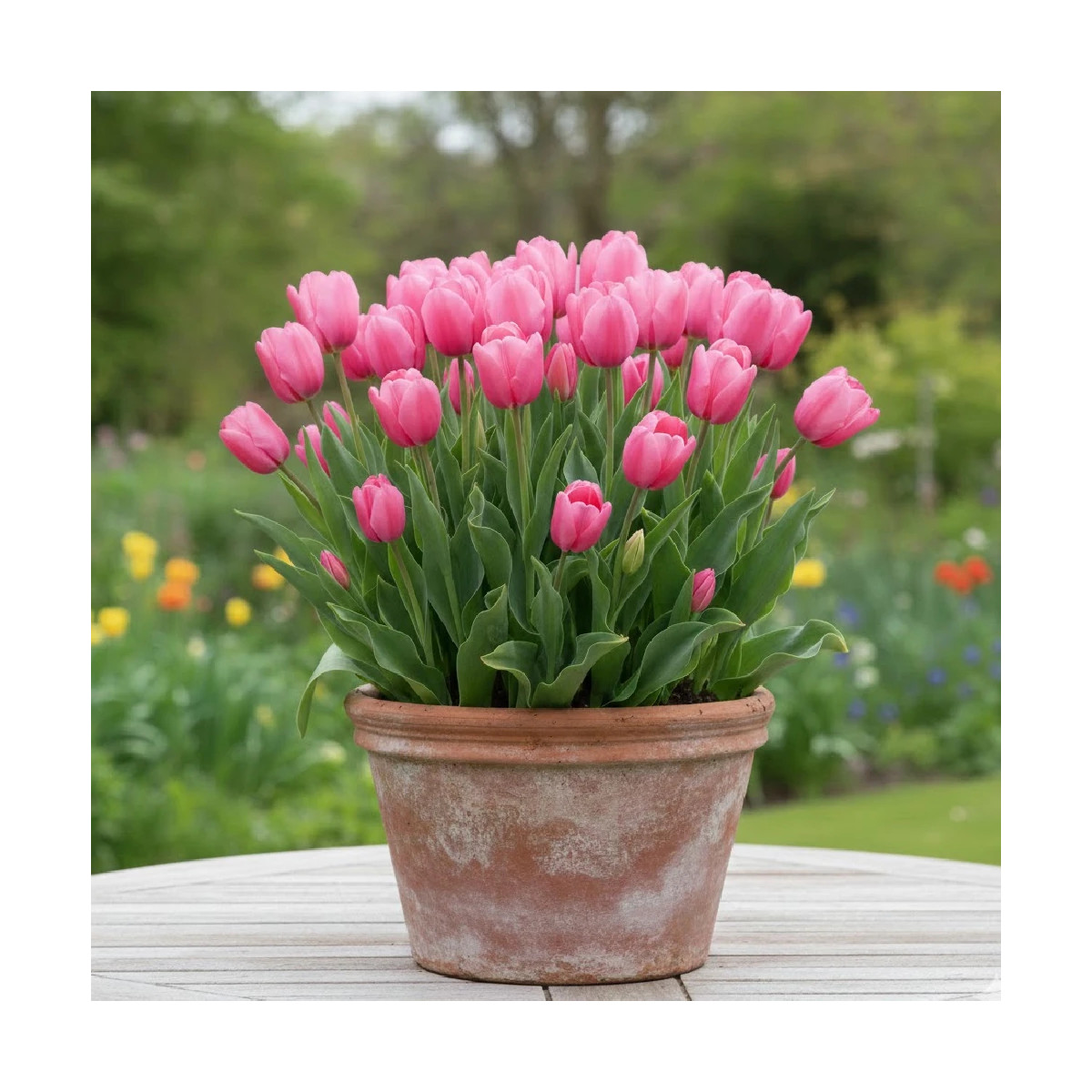 Bulbe de Tulipe Darwin Van Eijk