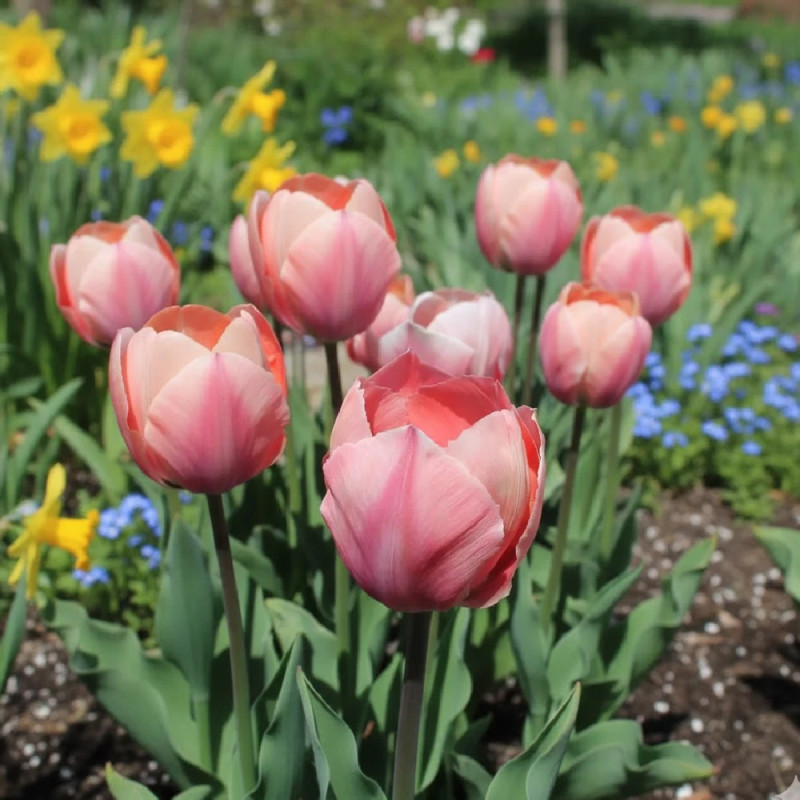 Bulbe de Tulipe Darwin Salmon Van Eijk
