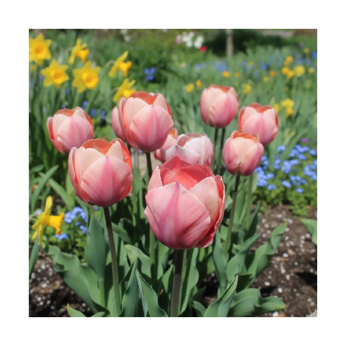Bulbe de Tulipe Darwin Salmon Van Eijk