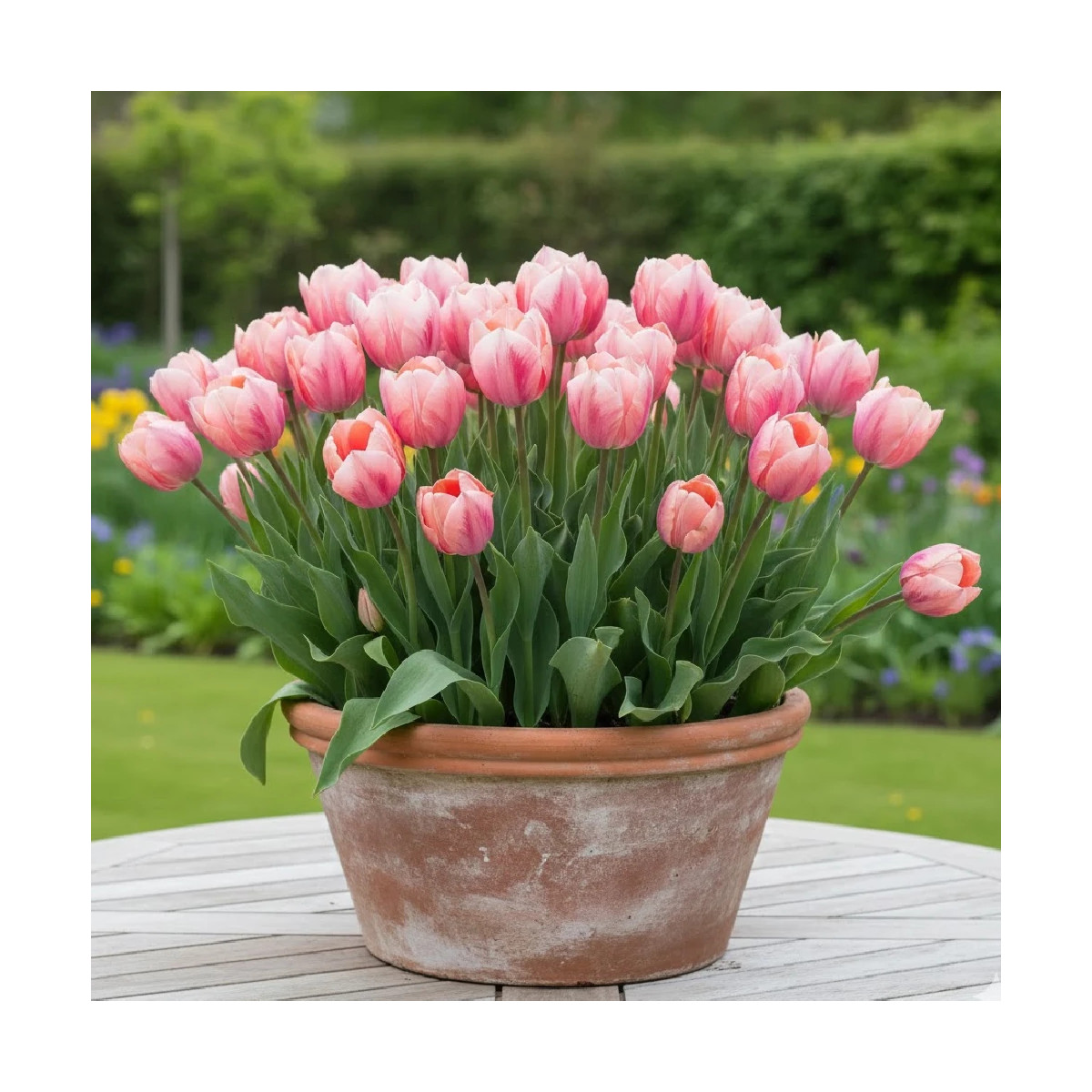Bulbe de Tulipe Darwin Salmon Van Eijk