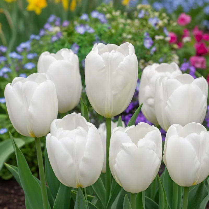 Bulbe de Tulipe Darwin Hakuun