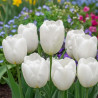 Bulbe de Tulipe Darwin Hakuun