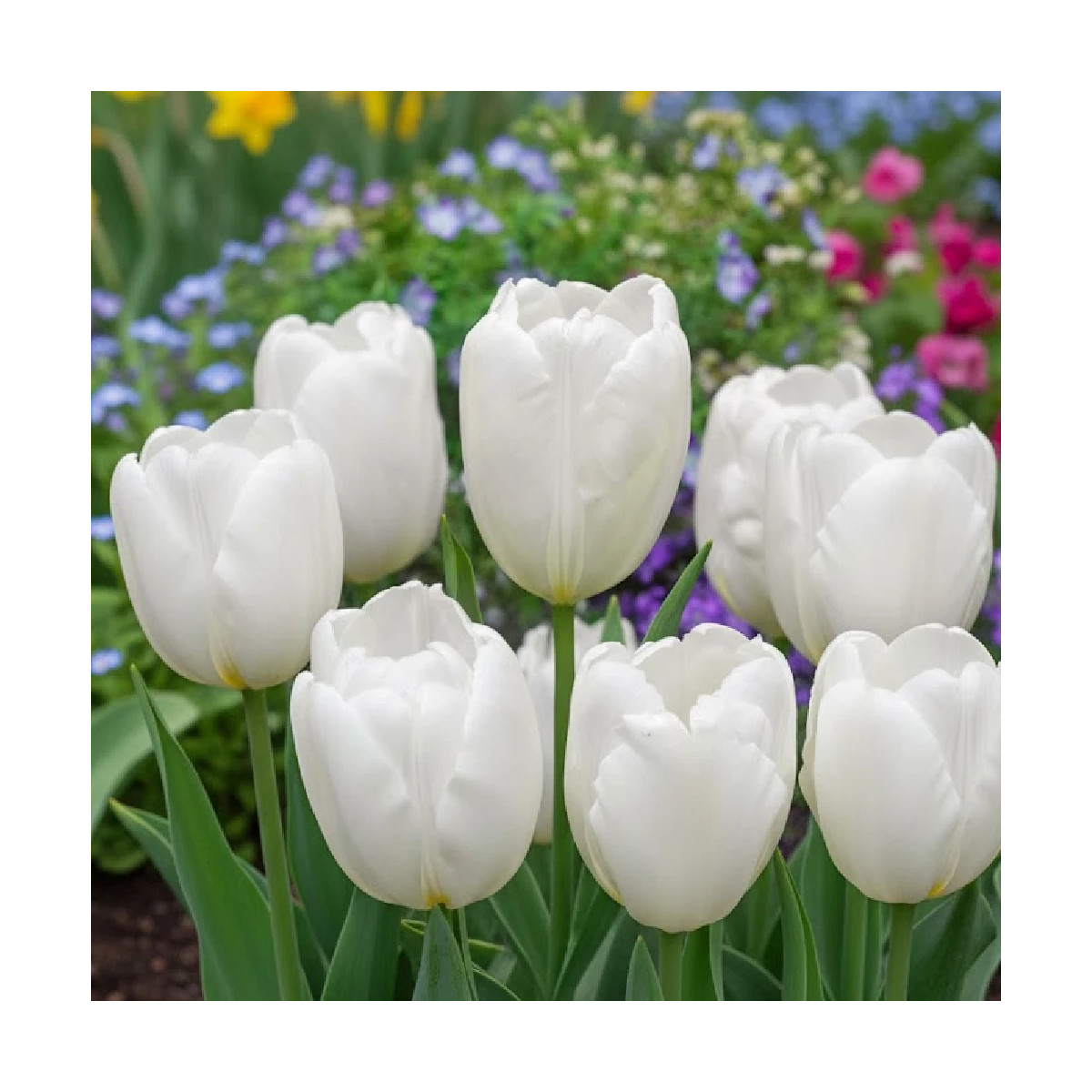 Bulbe de Tulipe Darwin Hakuun