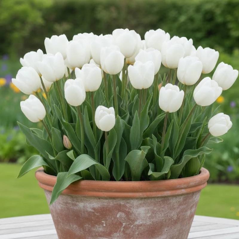 Bulbe de Tulipe Darwin Hakuun