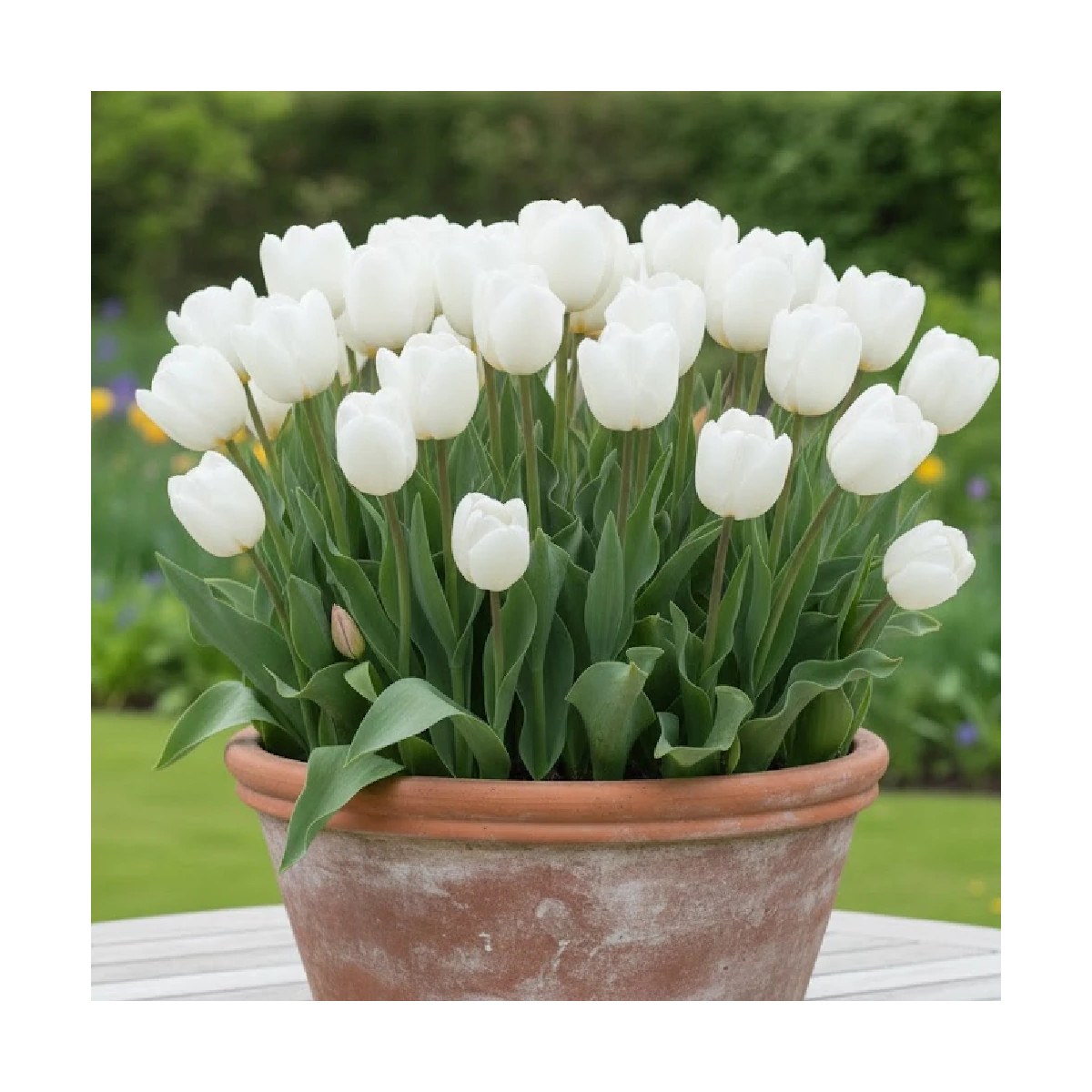 Bulbe de Tulipe Darwin Hakuun