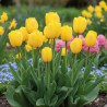 Bulbe de Tulipe Darwin Golden Paradise