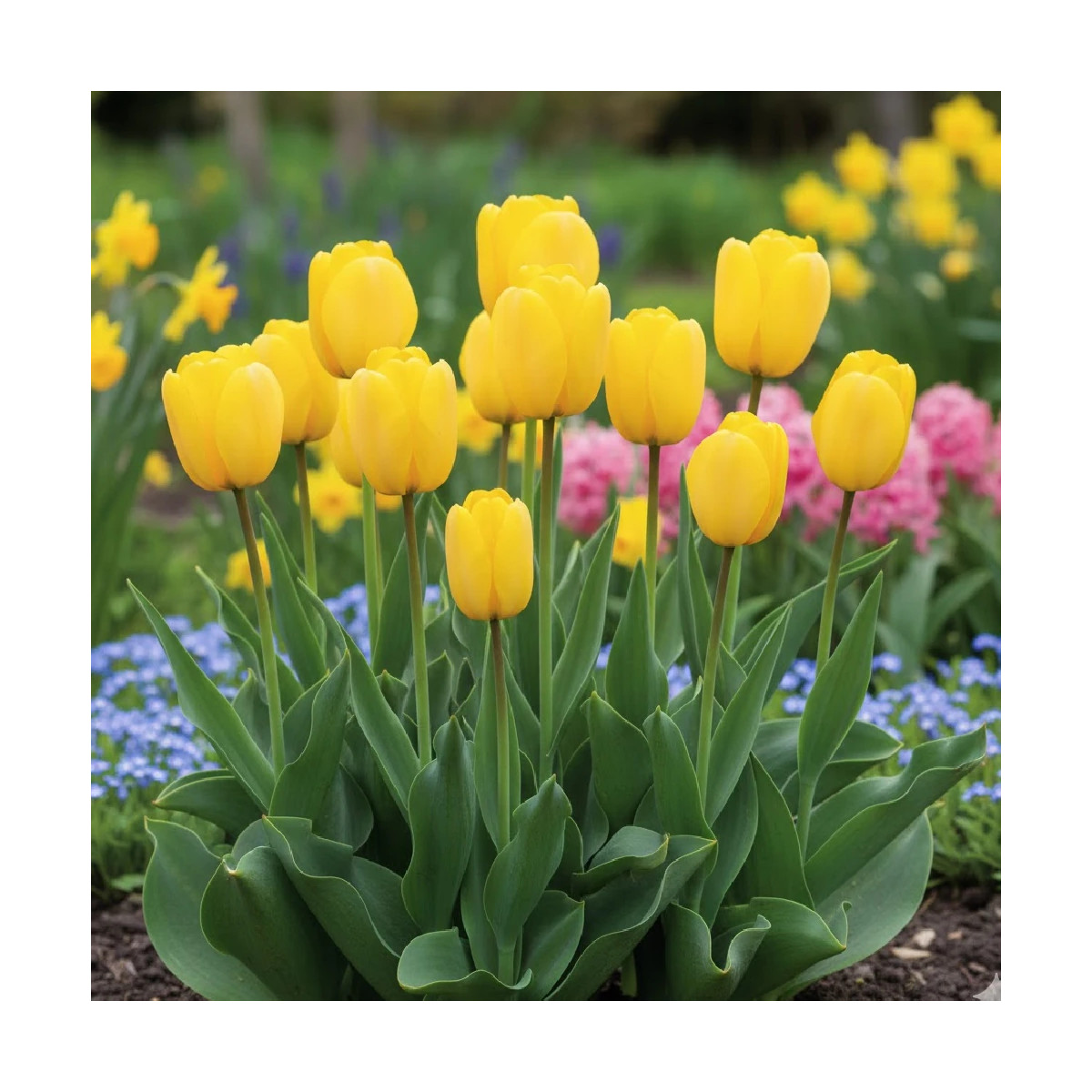 Bulbe de Tulipe Darwin Golden Paradise