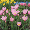 Bulbe de Tulipe botanique Saxatilis