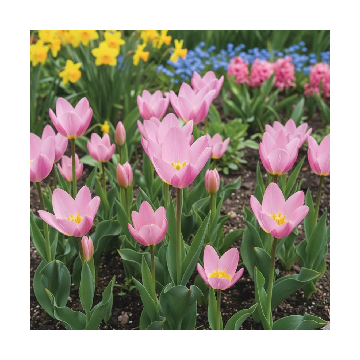 Bulbe de Tulipe botanique Saxatilis Bulbe de Tulipe botanique Saxatilis