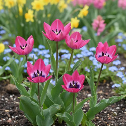 Bulbe de Tulipe botanique Little Beauty