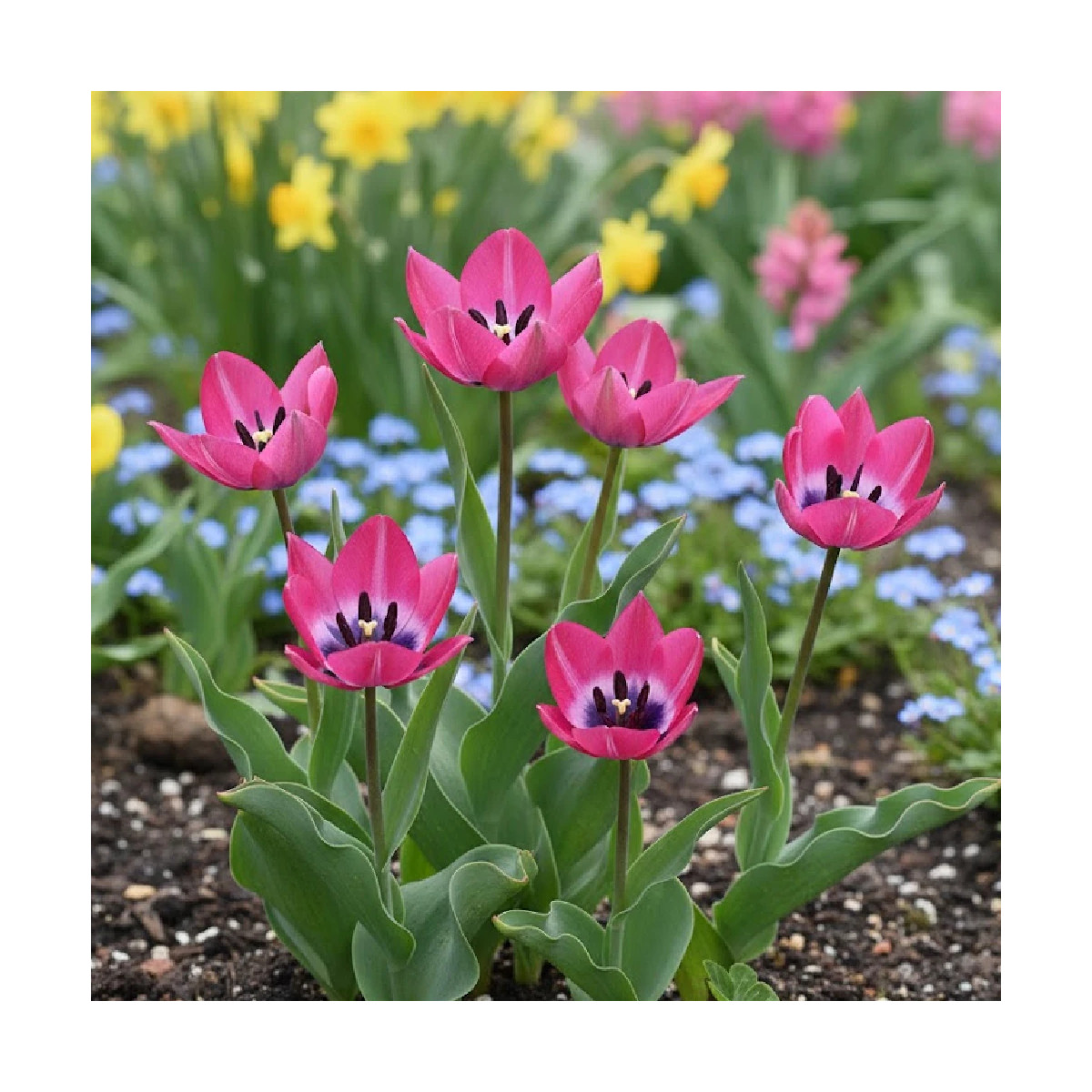Bulbe de Tulipe botanique Little Beauty