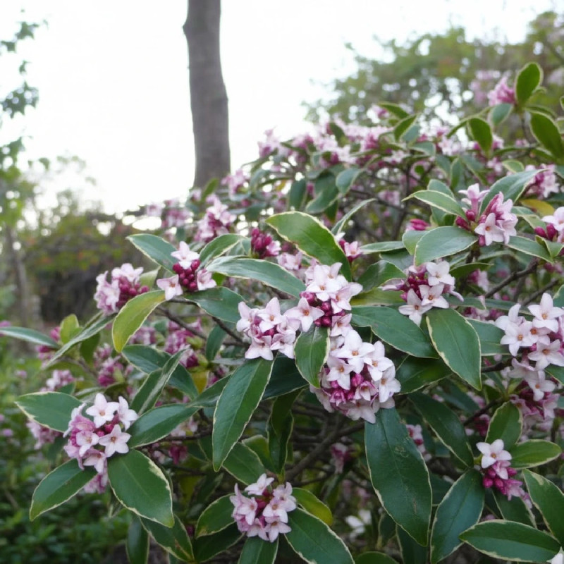 Daphne Spring Beauty® - SILENCE, ça pousse !, Daphné