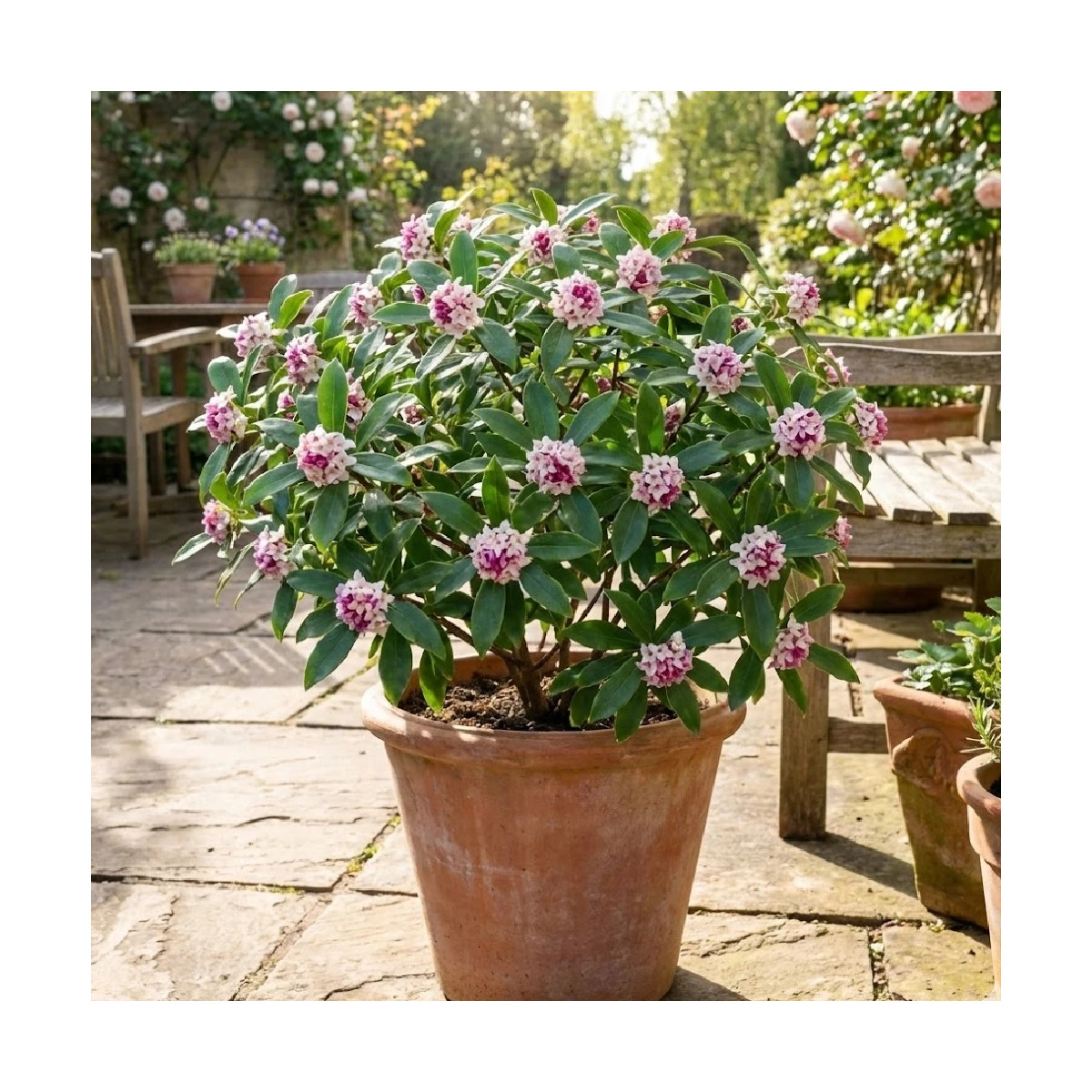Daphne Spring Beauty® - SILENCE, ça pousse !, Daphné Daphne Spring Beauty® - SILENCE, ça pousse !, Daphné