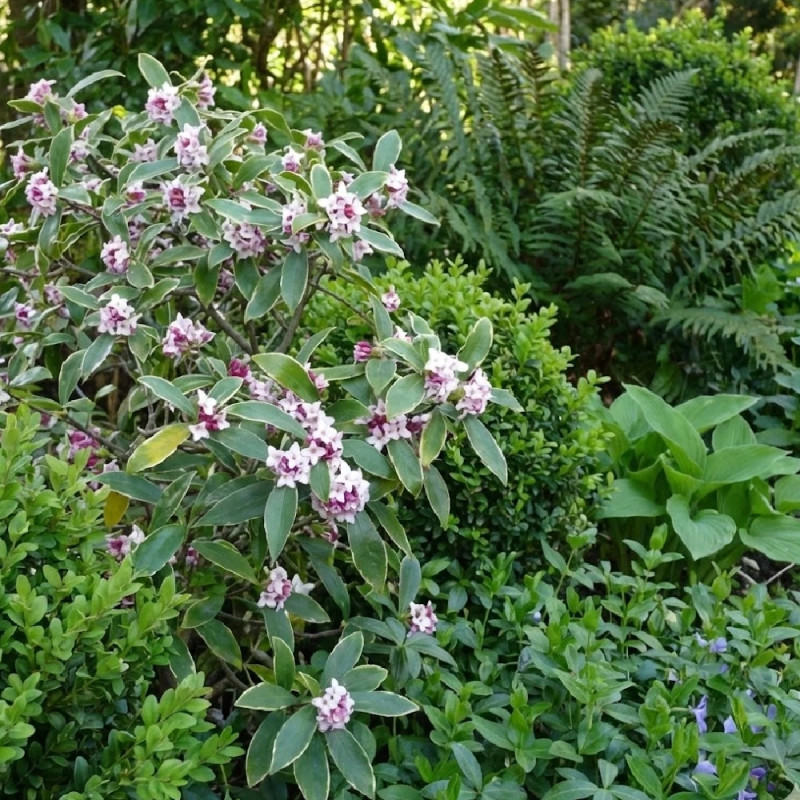 Daphne Spring Beauty® - SILENCE, ça pousse !, Daphné