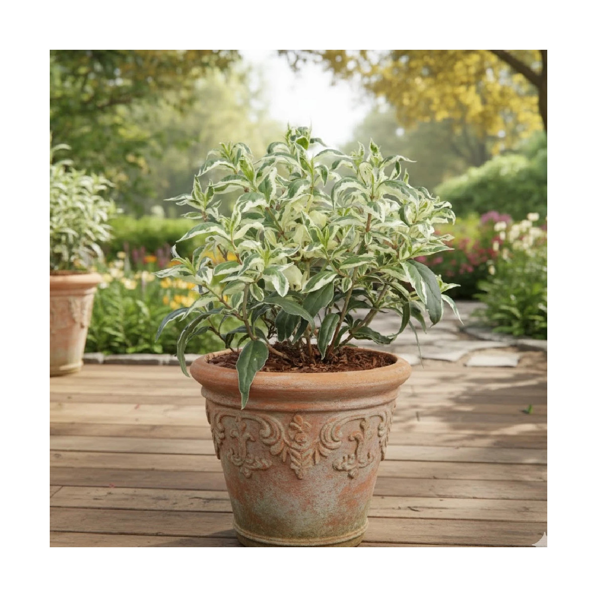 Diervilla Cool Splash® 'LPDC Podara', Diervillé