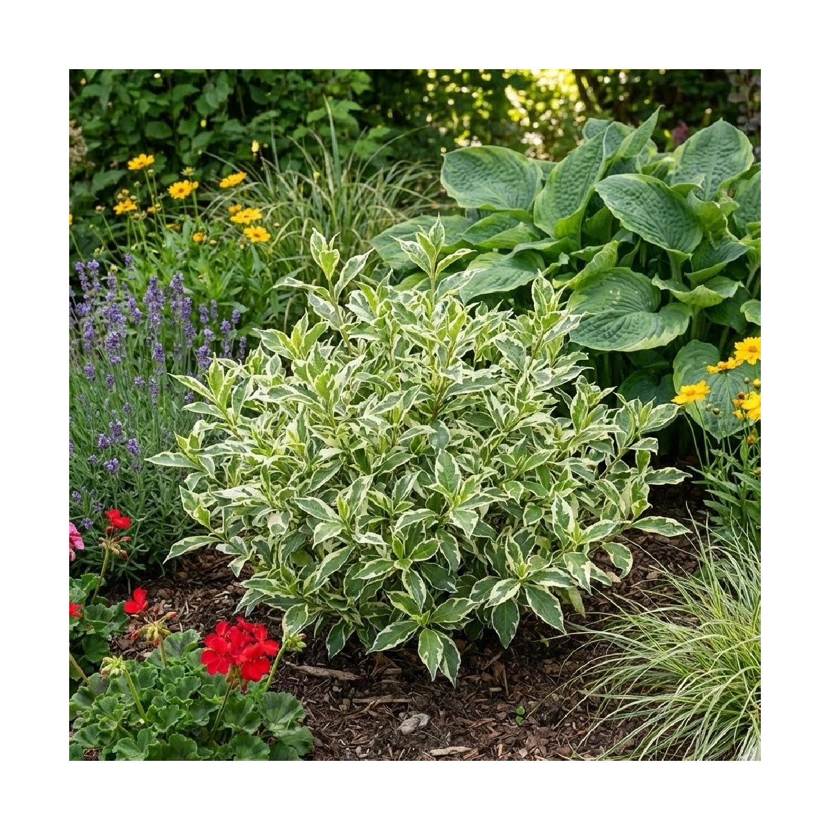 Diervilla Cool Splash® 'LPDC Podara', Diervillé