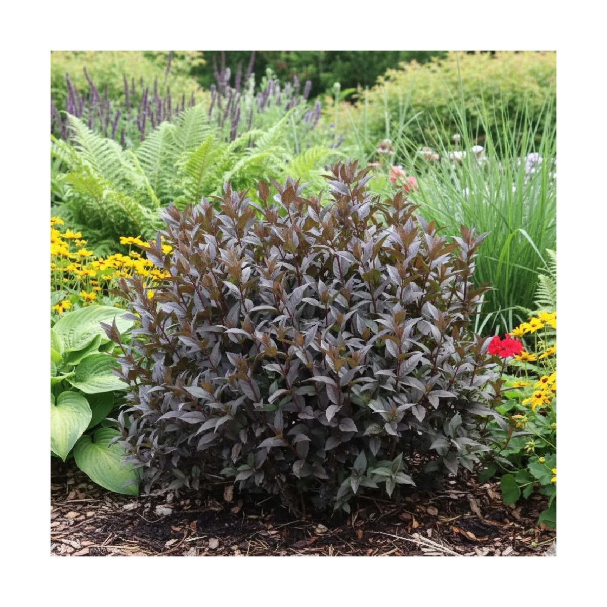 Diervilla Kodiak® Black - SILENCE, ça pousse !, Diervillé Diervilla Kodiak® Black - SILENCE, ça pousse !, Diervillé