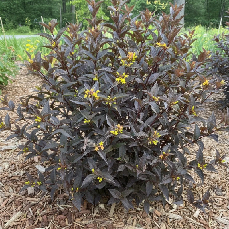 Diervilla Kodiak® Black - SILENCE, ça pousse !, Diervillé
