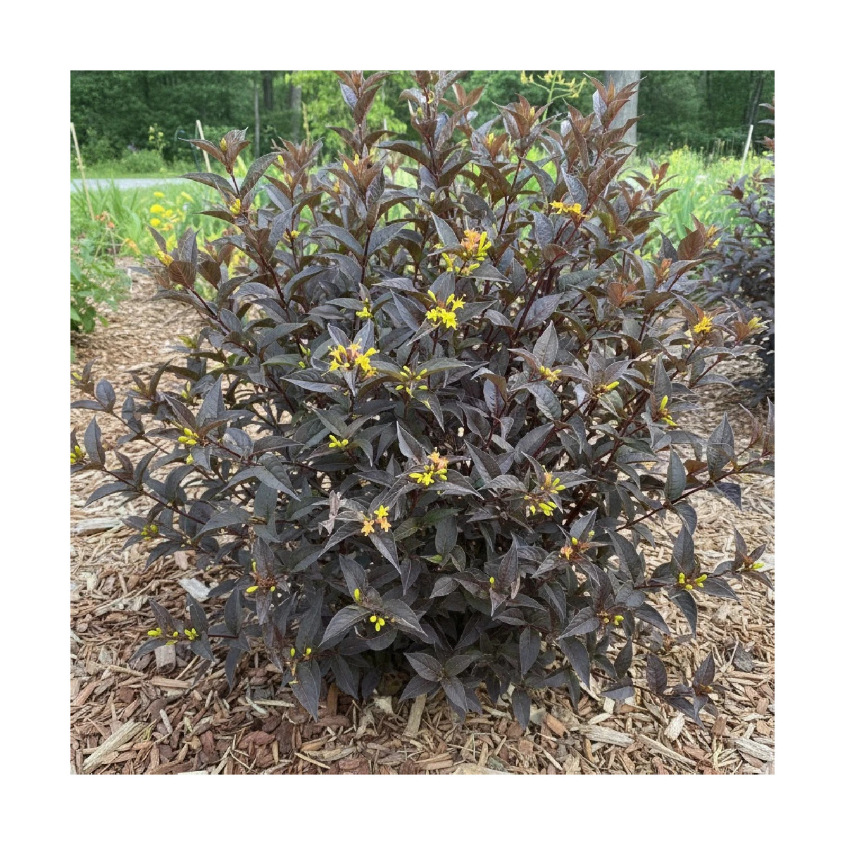 Diervilla Kodiak® Black - SILENCE, ça pousse !, Diervillé Diervilla Kodiak® Black - SILENCE, ça pousse !, Diervillé