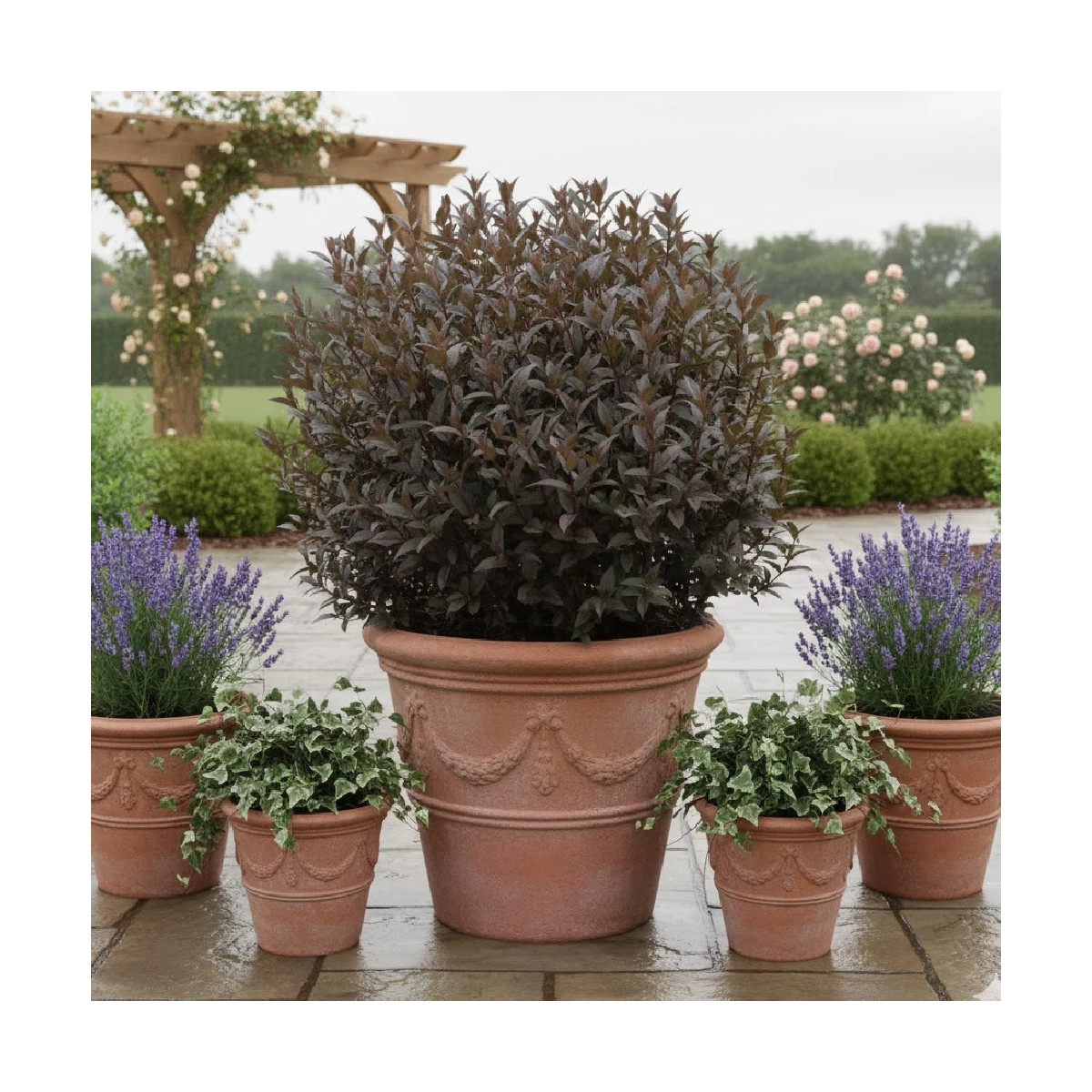 Diervilla Kodiak® Black - SILENCE, ça pousse !, Diervillé Diervilla Kodiak® Black - SILENCE, ça pousse !, Diervillé