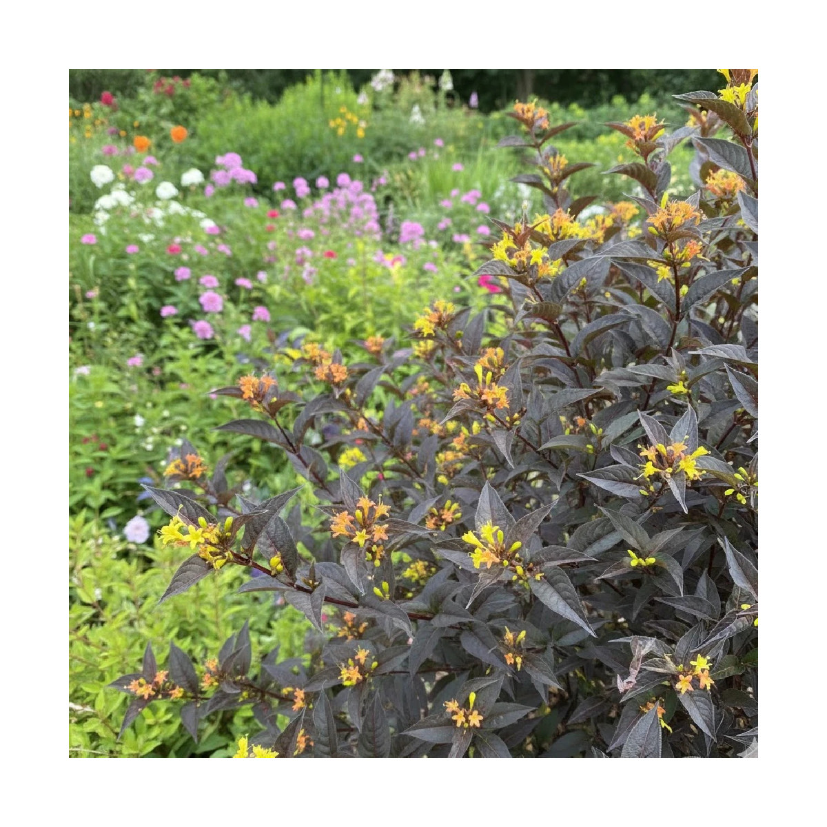 Diervilla Kodiak® Black - SILENCE, ça pousse !, Diervillé Diervilla Kodiak® Black - SILENCE, ça pousse !, Diervillé