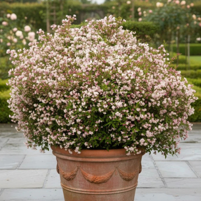 Deutzie Carminea, Deutzia