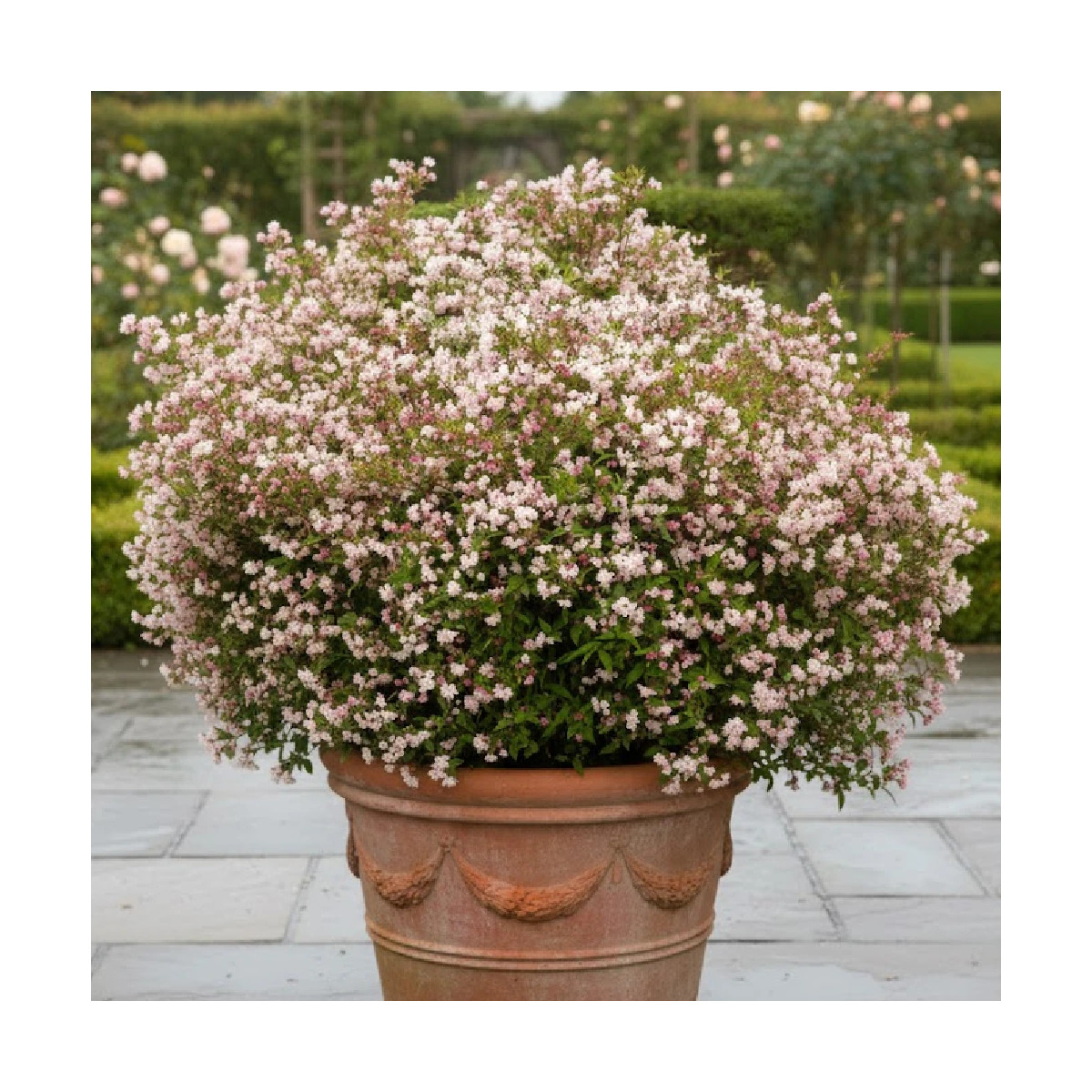 Deutzie Carminea, Deutzia