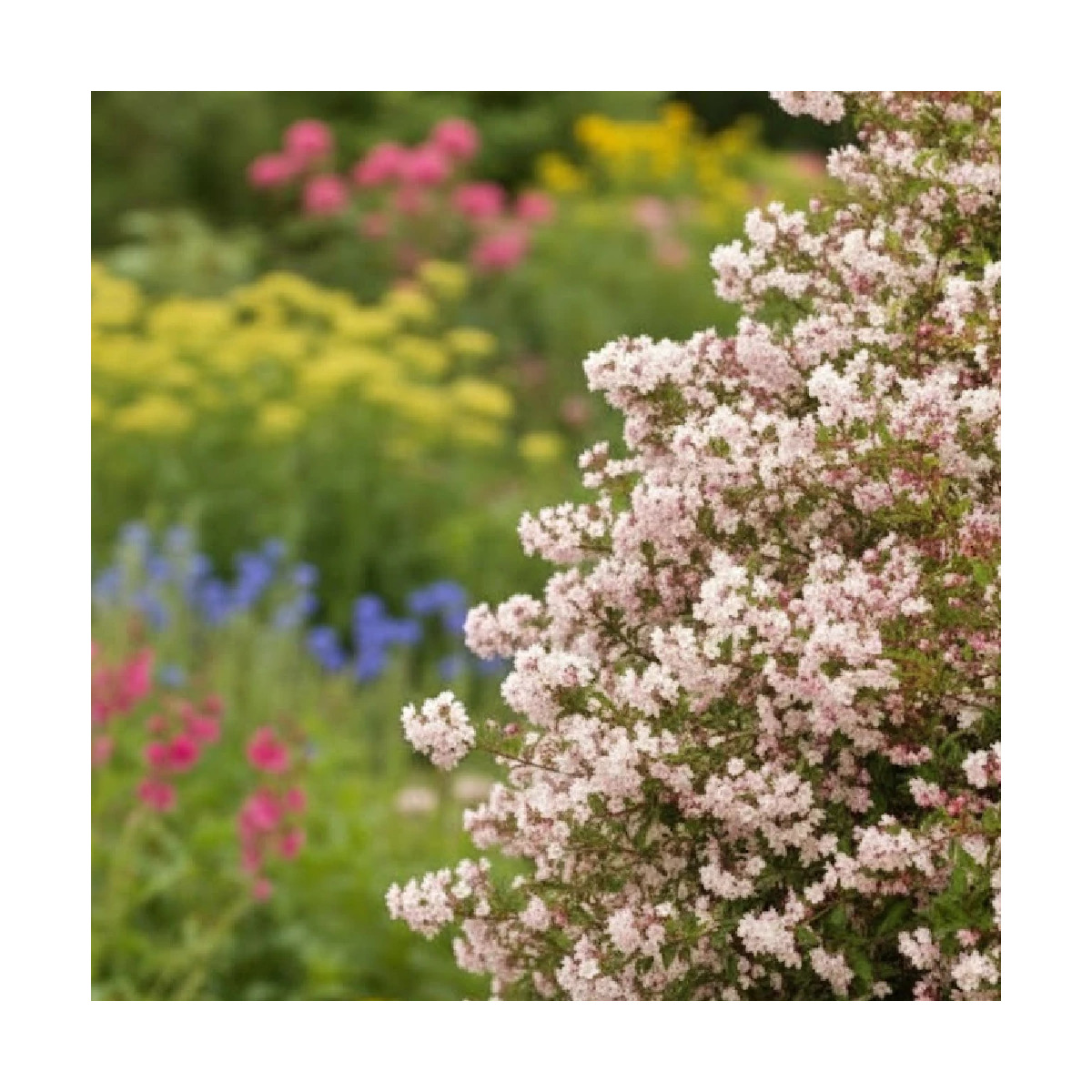 Deutzie Carminea, Deutzia