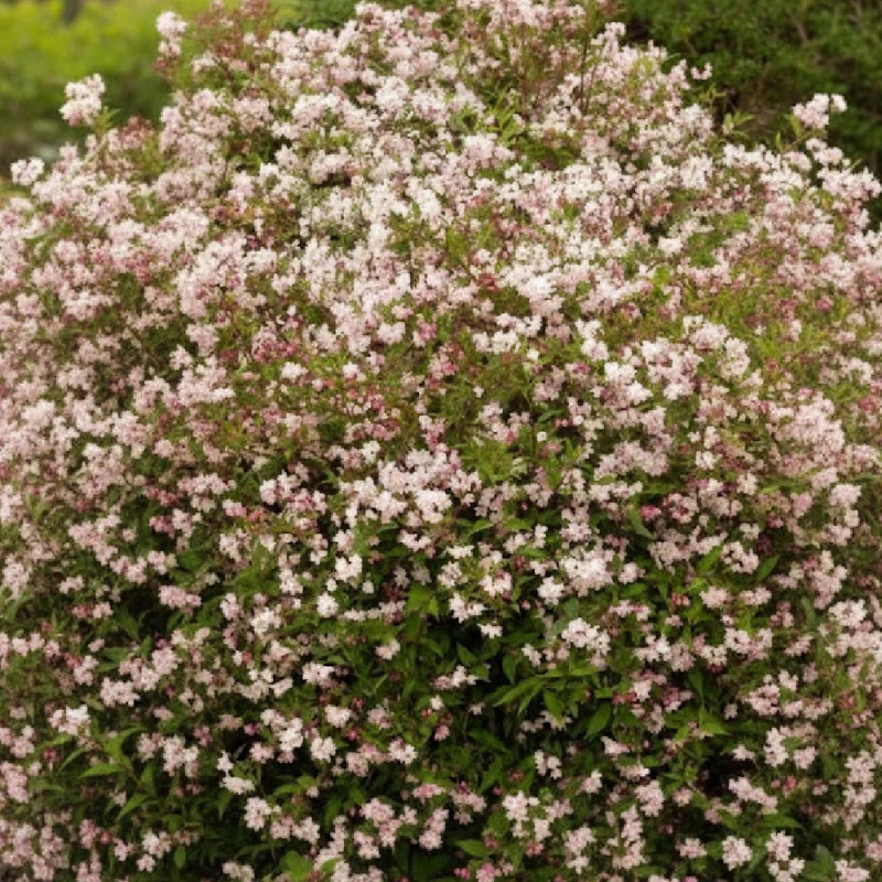 Deutzie Carminea, Deutzia