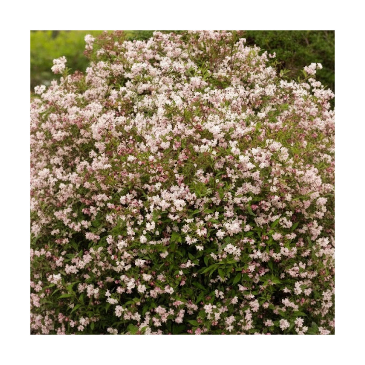 Deutzie Carminea, Deutzia