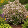 Deutzie Carminea, Deutzia